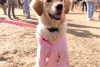 KatieAndJoeOnTheGo_Goldens in Golden 2026-56752