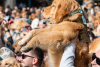 KatieAndJoeOnTheGo_Goldens in Golden 2026-5780