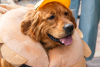 KatieAndJoeOnTheGo_Goldens in Golden 2026-6054