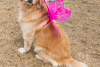 A golden retriever with a pink butterfly wings costume on at Golden in Golden, CO