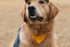 Katie And Joe On The Go 15 Goldens in Golden 2025