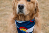 A golden retriever wearing a Colorado bandana at Goldens in Golden 2025