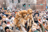 Golden retrievers being held in the air during a group photo shoot at Goldens in Golden in downtown Golden, CO 2025