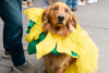 A golden retriever dressed up in a tulip costume