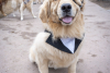 Rocky Mountain Pet Portrait of a golden retriever at goldens in golden 2025