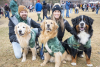 Two golden retrievers and a great bernese in matching shirts with their owners at Parfet Park in Golden CO during Goldens in Golden 2025