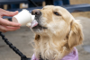 A golden retriever enjoying a pup cup of whipped cream at Golden in Golden 2025 in downtown Golden CO