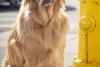 Rocky Mountain Pet Portraits 2-8-2025 17