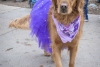 Rocky Mountain Pet Portraits 2-8-2025 18