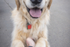Rocky Mountain Pet Portraits 2-8-2025 19