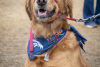 Rocky Mountain Pet Portraits 2-8-2025 21