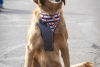 Rocky Mountain Pet Portraits 2-8-2025 22