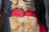 Rocky Mountain Pet Portraits 2-8-2025 23