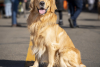 Golden retriever at Goldens in Golden 2025