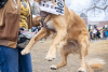 A golden retriever jumping for a tear with a person holding their hand up