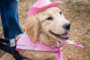 A golden retriever wearing a pink cowboy hat