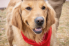 A golden retriever wearing a cowboy hat and bandana