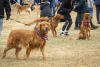 Golden retrievers at Goldens in Golden 2025