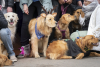 Golden retrievers at the group photo shoot in Downtown Golden