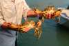 Kimberley mudcrabs, caught and cooked over a beachside fire.