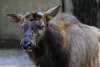 Moose calf at the Baton Rouge Zoo