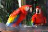 Macaws at the Baton Rouge Zoo