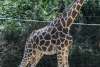 Giraffe at the Baton Rouge Zoo