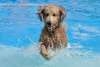 Mako at Liberty Lagoon Summer Pawty