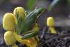 Green frog on yellow plant