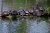 Turtles on a log at Shangri La
