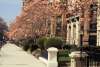Commonwealth Avenue- Magnolia Trees