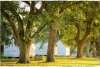 McLeod Plantation