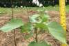 Sea Island Cotton - 5 Weeks Out