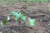 Sea Island Cotton Seedling: 1 month after planting