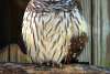 Orion the Barred Owl at Peace River Wildlife Center