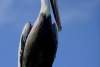 Brown pelican sitting on a wooden piling.