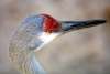 Close-Up of a Sandhill Crane