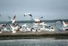 Pod of white pelicans in Punta Gorda/Englewood Beach