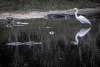 Great Egret and alligators at Babcock Ranch Eco-Tours