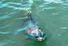 Dolphin in Lemon Bay
