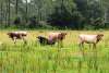 Historic "Cracker" Cattle at Babcock Ranch Eco-Tours in Punta Gorda, FL