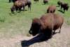  9 sec Buffalo in Cheyenne