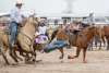 A cowboy holds on tight as he attempts to wrestle a steer to the ground