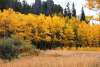 golden aspens in the medicine bow forest