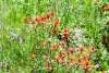Wildflowers