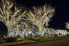 Christmas lights on trees in Public Square
