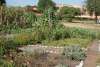 3 sisters garden 1