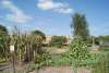 3 sisters garden 2