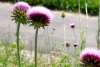 Thistles