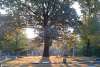 Woodland Cemetery 1